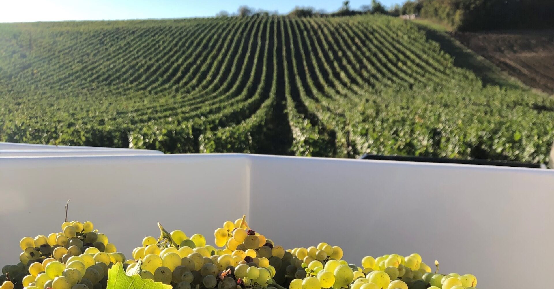Minchin - vendanges 2020 