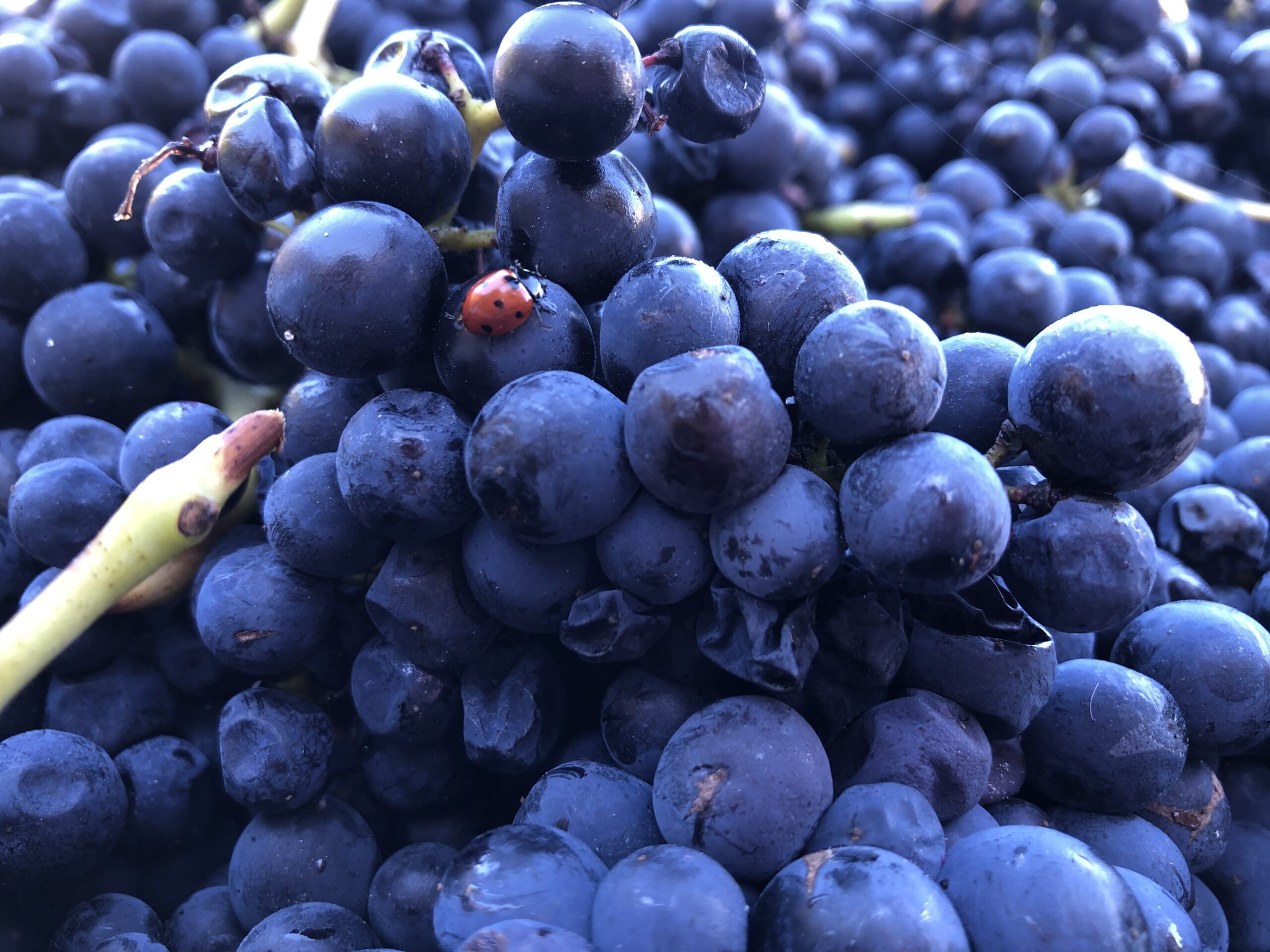Minhcin_Raisins rouges 